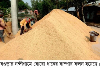 নন্দীগ্রামে বোরো ধানের বাজারমূল্যে কৃষক খুশি নন্দীগ্রামে বোরো ধানের বাজারমূল্যে কৃষক খুশি